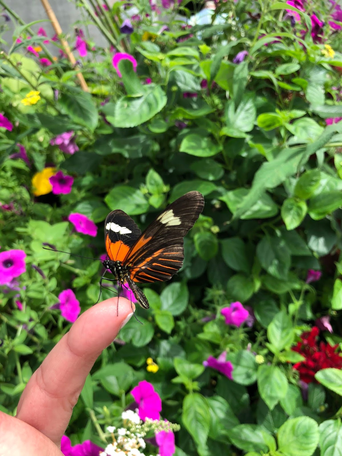 Foellinger Freimann Botanical Conservatory Butterfly Exhibit