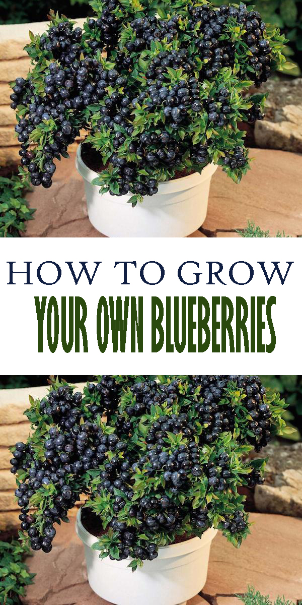 Learn How to Grow Blueberries Pinterest Gardening