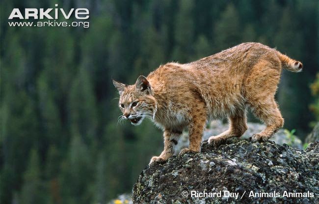 Lince rojo