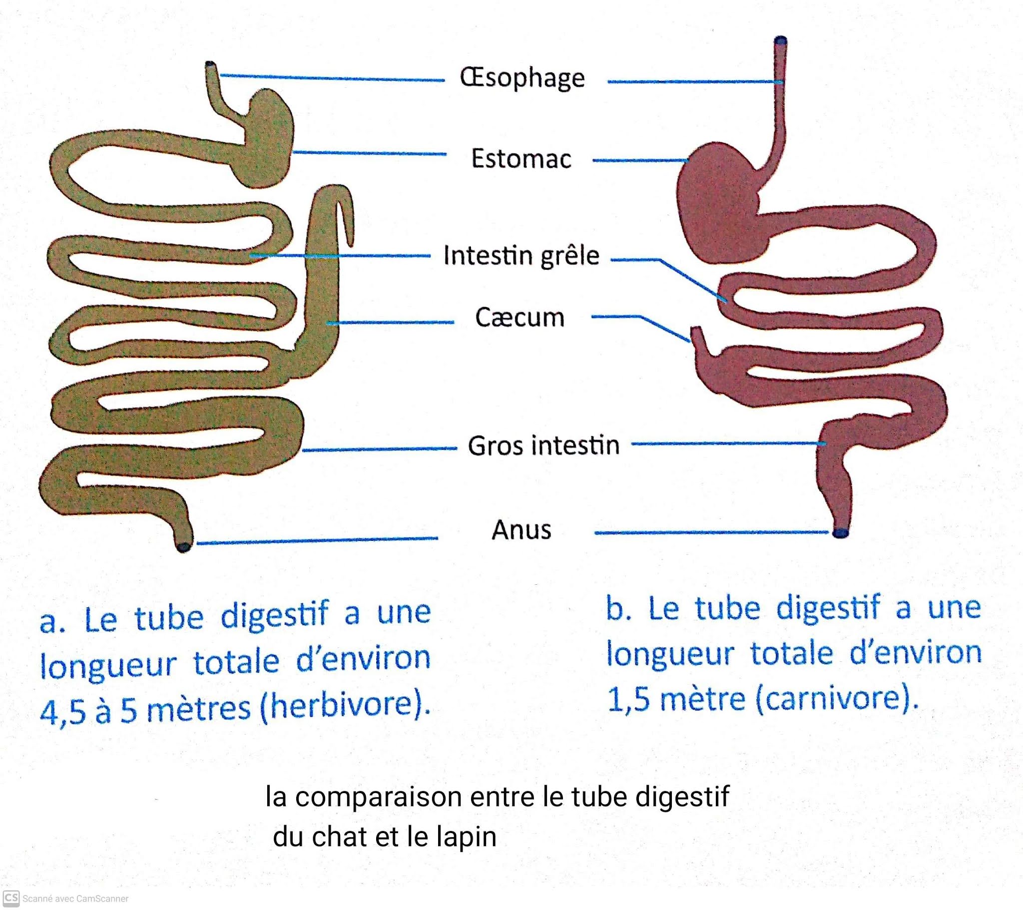 [Le plus préféré] le tube digestif du chat zoophage (carnivore) 901271