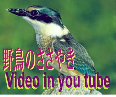 野鳥のささやき　ビデオ　in you tube