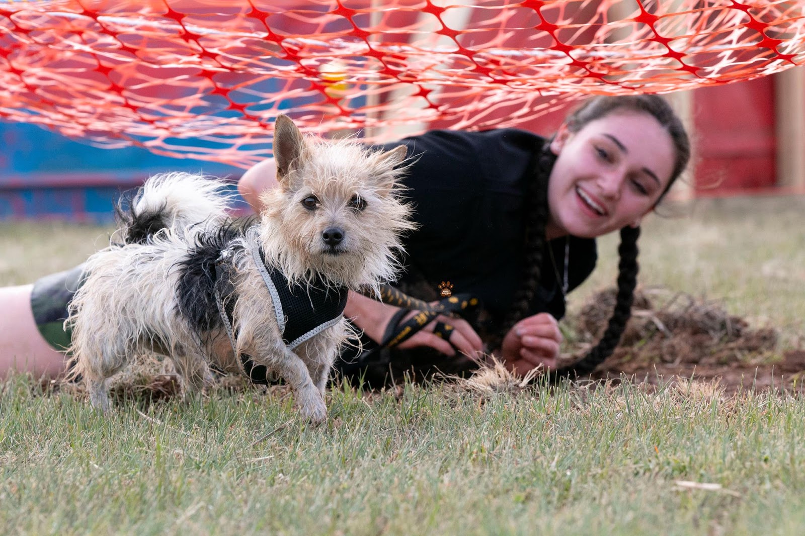 Paws Explores Muddy Dogstacle Adventure October 20 Australian Dog Lover