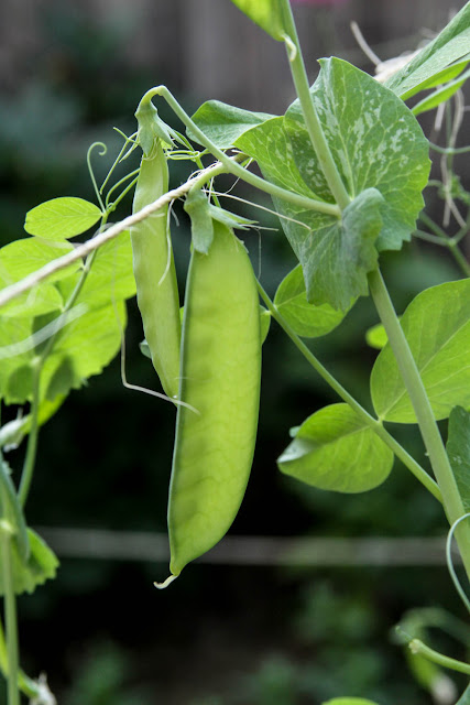 garden, peas, Anne Butera, My Giant Strawberry