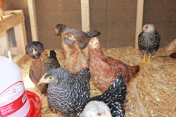 fao schwarz chicken coop 14