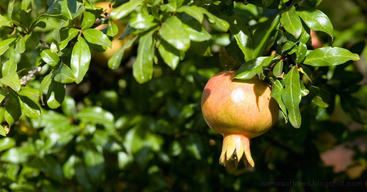 Characteristics Of Pomegranate Tree Punica Granatum In The Wild Names Of Trees
