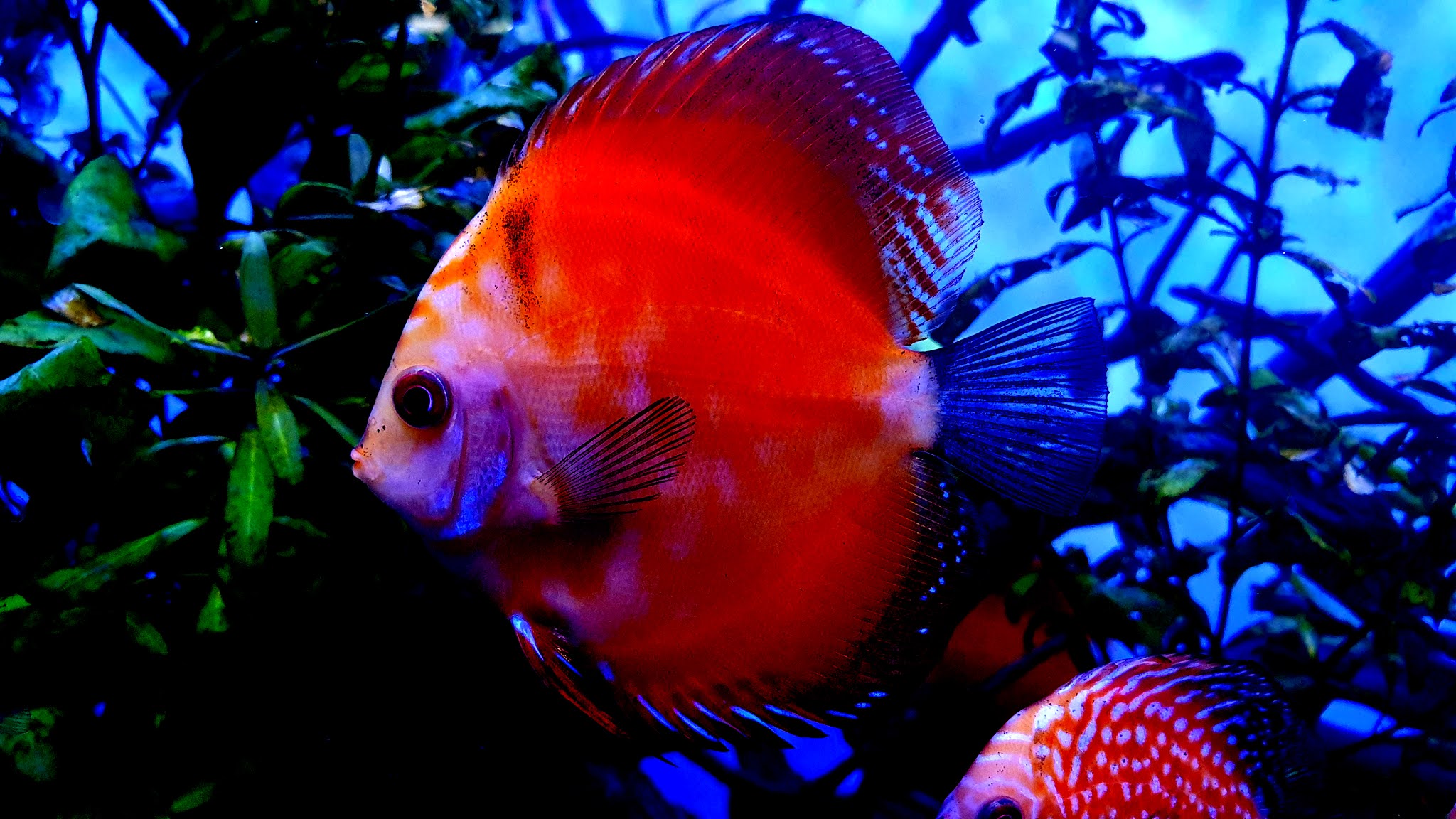 discus fish 4k hd wallpapers
