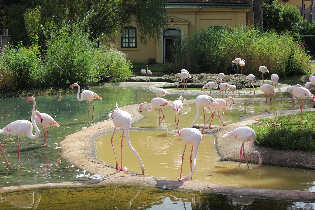 výběh plameňáků v zoologické zahradě Schönbrunn