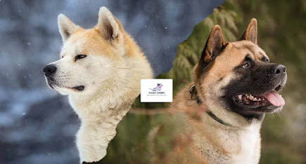 Difference between American Akita and Japanese Akita (Akita Inu)