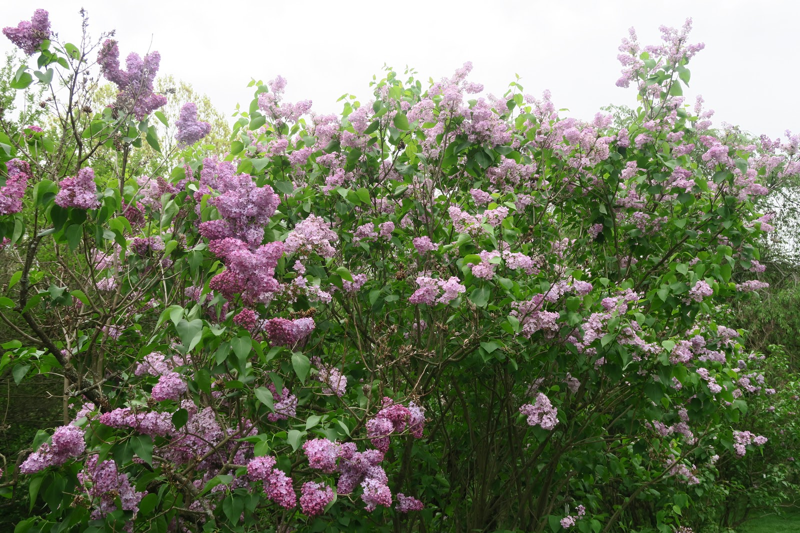 Susan S Blog Lilac Time