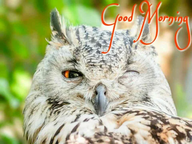 Owl - Burung Hantu good morning image