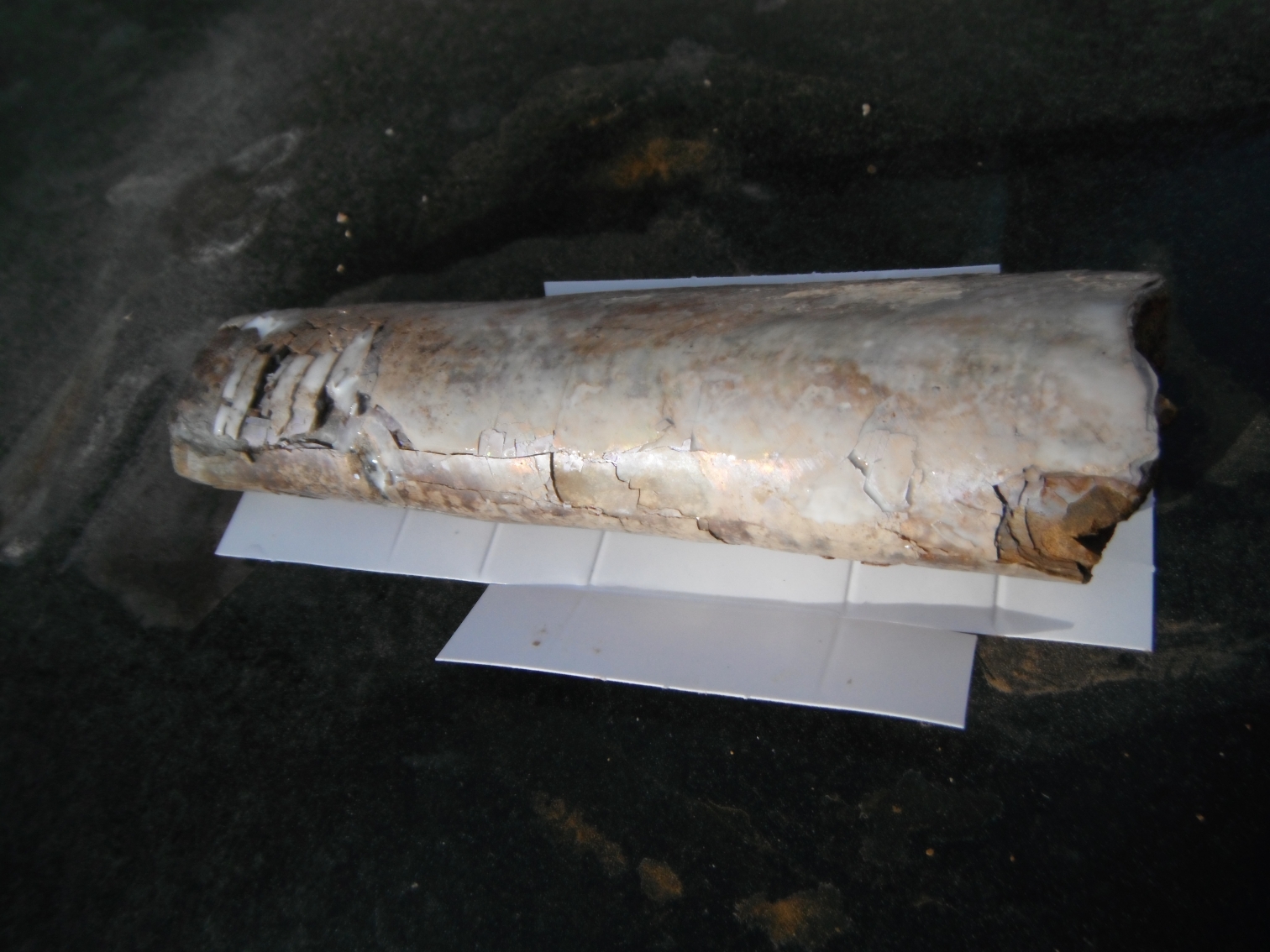 Rockhounding the Rockies Fossils in the Pierre Shale of Colorado Springs