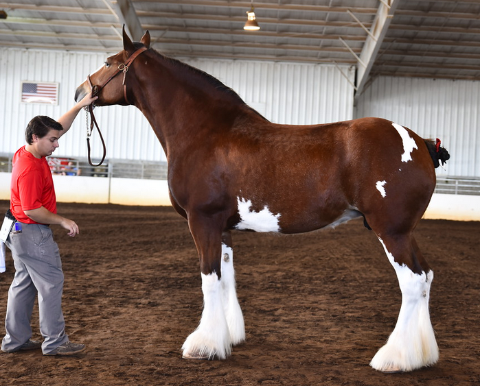 Classic City Clydesdales CLASSIC CITY IN ACTION!