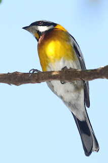 Hispaniolan Spindalis
