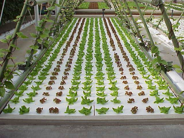 Tha Blog ... care este ...: Hydroponics - Generalities