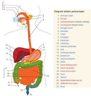 Penyakit Sistem Pencernaan Manusia