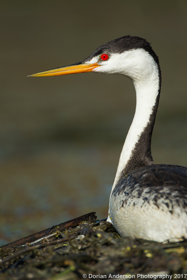 American Oystercatcher - dorianandersonphotography