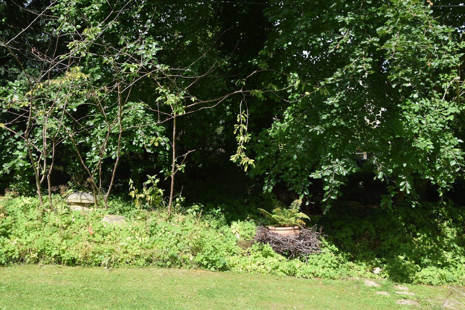Future Plants By Randy Stewart Sarcococca Sweet Box