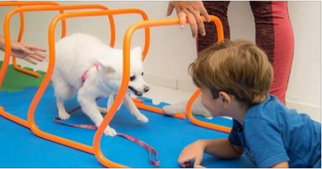 Saúde: Terapia assistida: projeto utiliza cães no tratamento em crianças autistas 