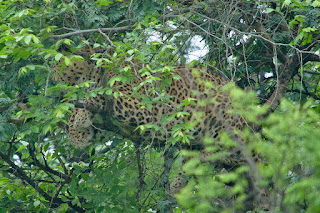 Gir Ulusal Parkı bölgesinde ağaca tırmanmış bir leopar