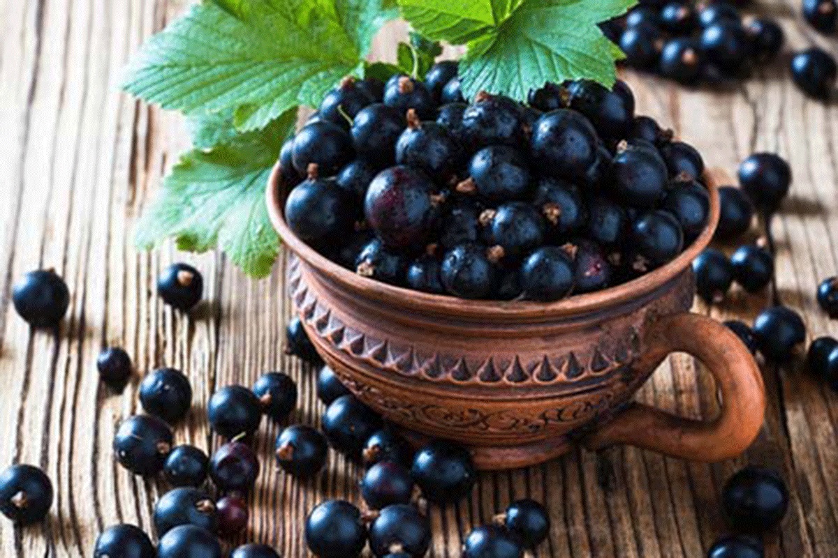 5 things You Don’t Know About Dried Black Cherry