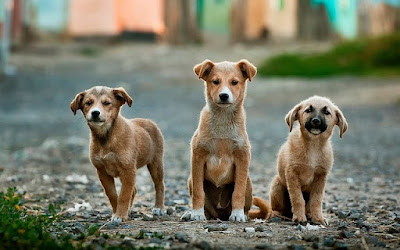 Small Dog Breeds In India