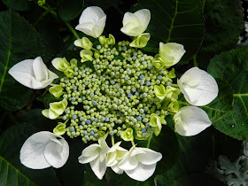 Hydrangea Macrophylla Libelle Teller White Allan Gardens Conservatory 2014 Easter Flower Show