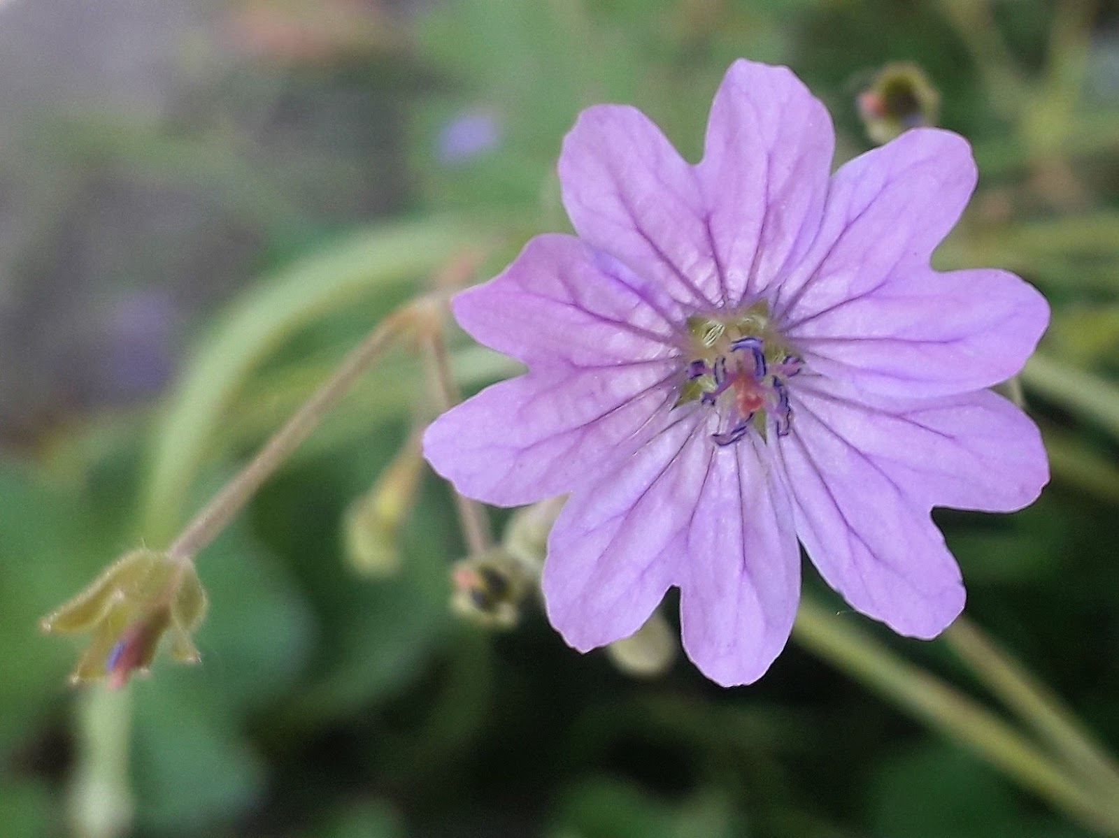 Jouw Liefdevolle Sporen La Vie Amoureuse De Catherine B