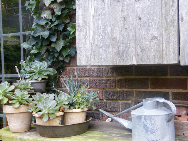 Pots of mixed succulents were moved to a less harsh environment.