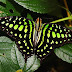 Graphium agammemnon