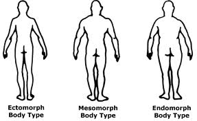 Body Types Explained