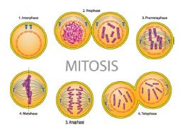 Gambar 9.  Pembelahan mitosis hingga terbentuknya 2 sel anak www.perkinselearning.org