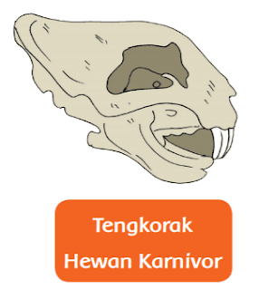 Tengkorak Hewan Karnivor www.simplenews.me