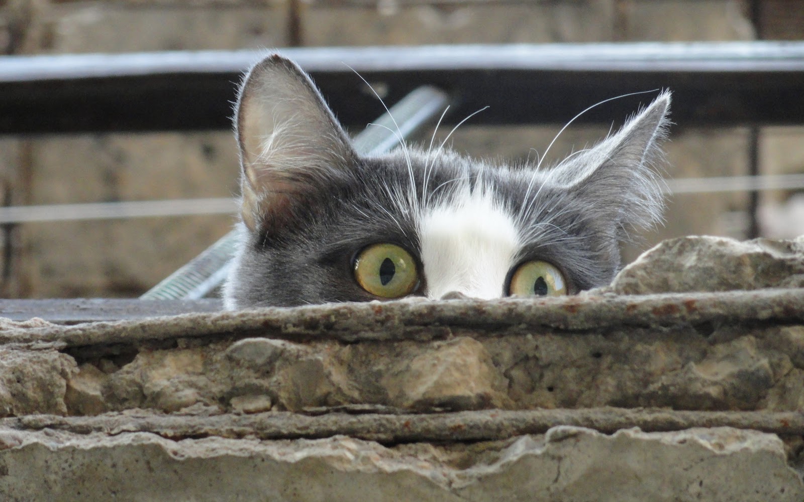 Os gatos é que mandam em nós! - Clube de Gatos do Sapo