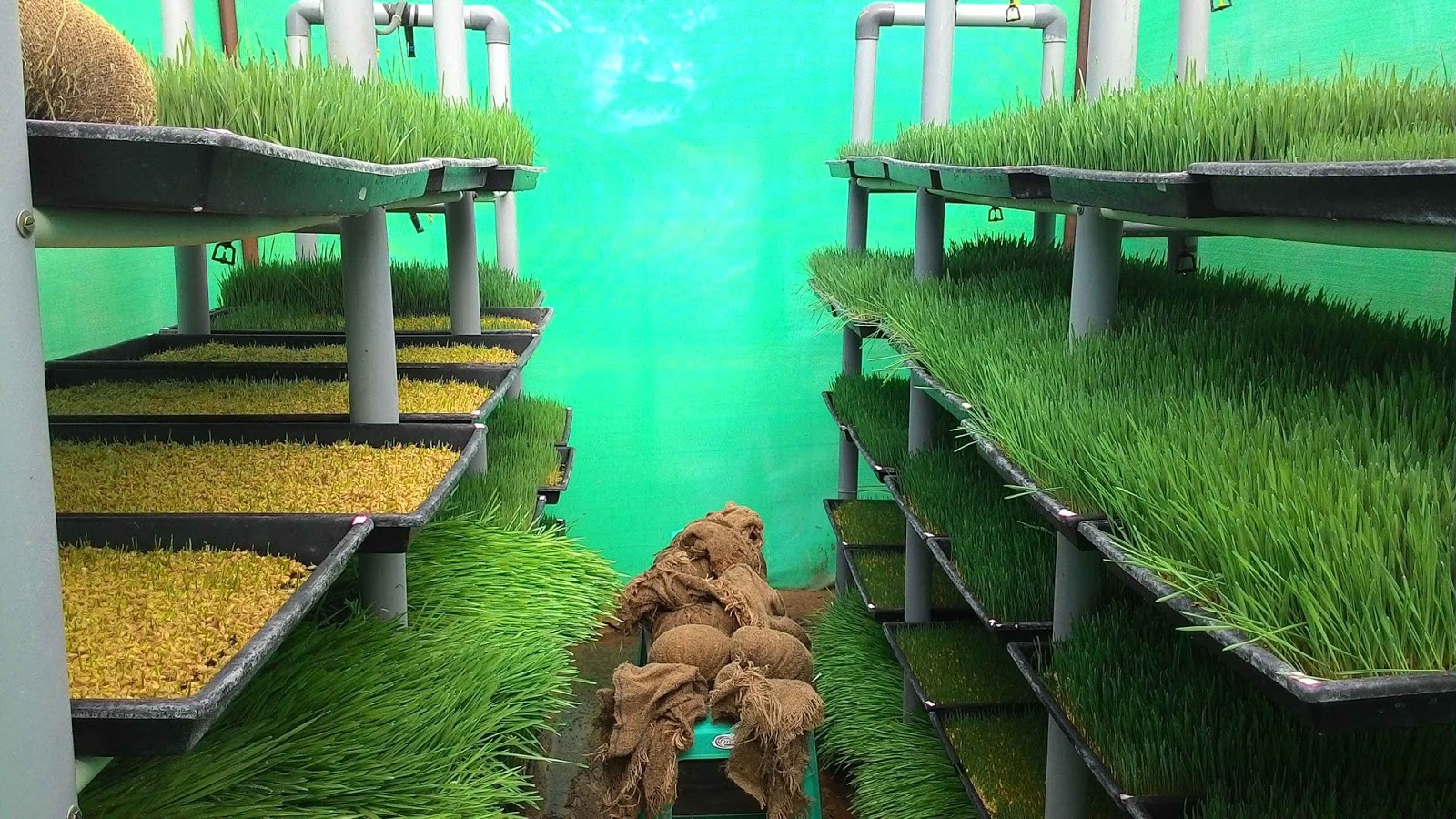 Low cost hydroponic fodder production for sustainable dairy farming