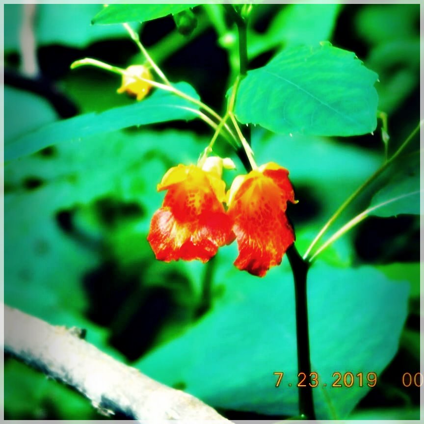 HikingTrails-92035343931