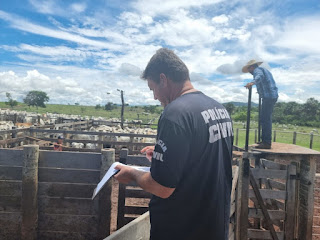 A Polícia Civil do Estado de Goiás, por meio da Delegacia Estadual de Repressão a Crimes Rurais (DERCR), na manhã desta sexta-feira (12), após várias diligências, recuperou 150 cabeças de gado avaliadas em R$ 600 mil.