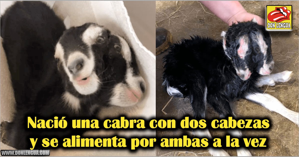 Nació una cabra con dos cabezas y se alimenta por ambas Donlengua