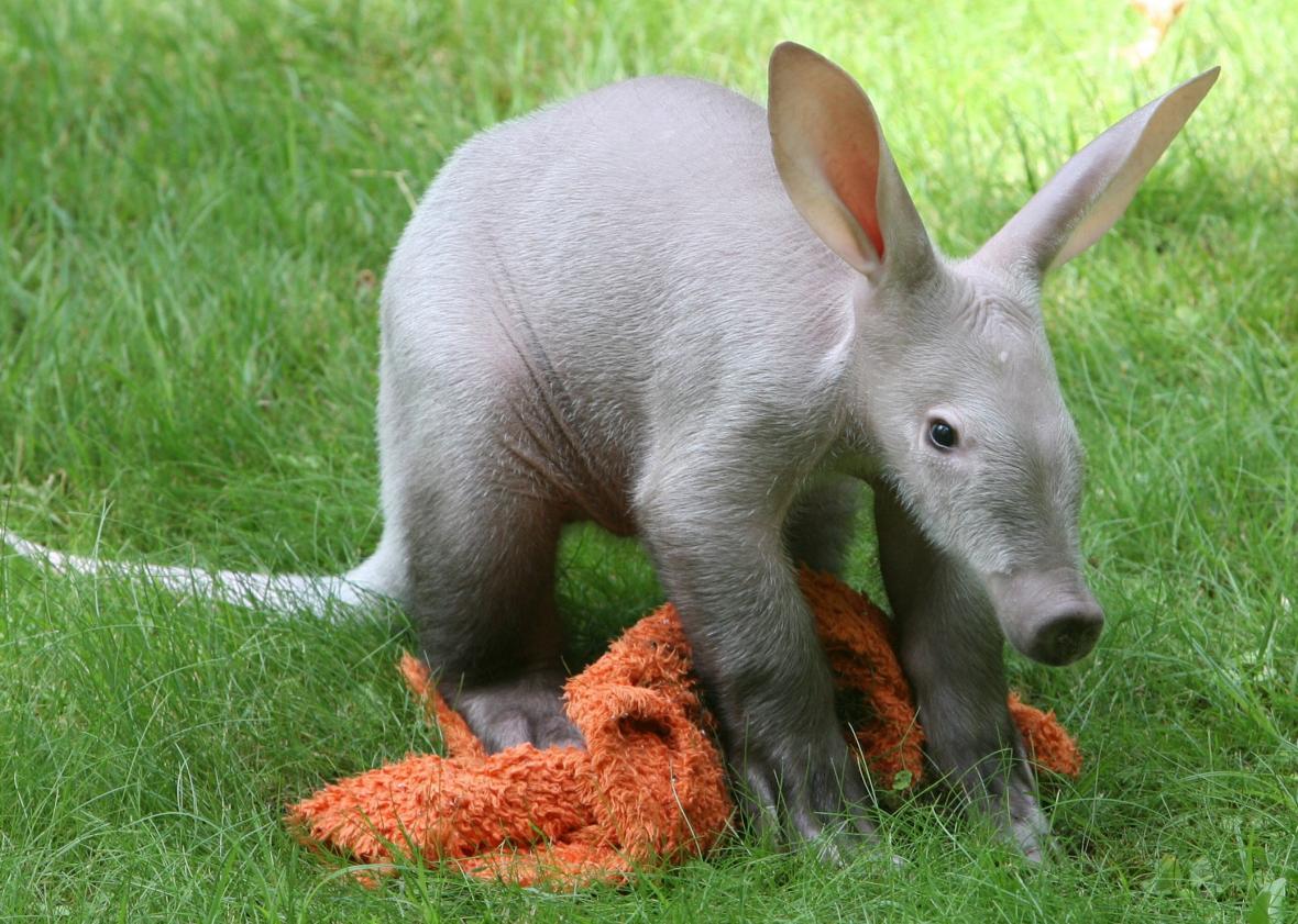     https://1.bp.blogspot.com/-bWx6cegr56s/Wcs_Pjb7RkI/AAAAAAABGko/rGap-8pp3EQPER6h3eqmUtoAQuNruFmmwCEwYBhgL/s1600/Baby-aardvark.jpeg   