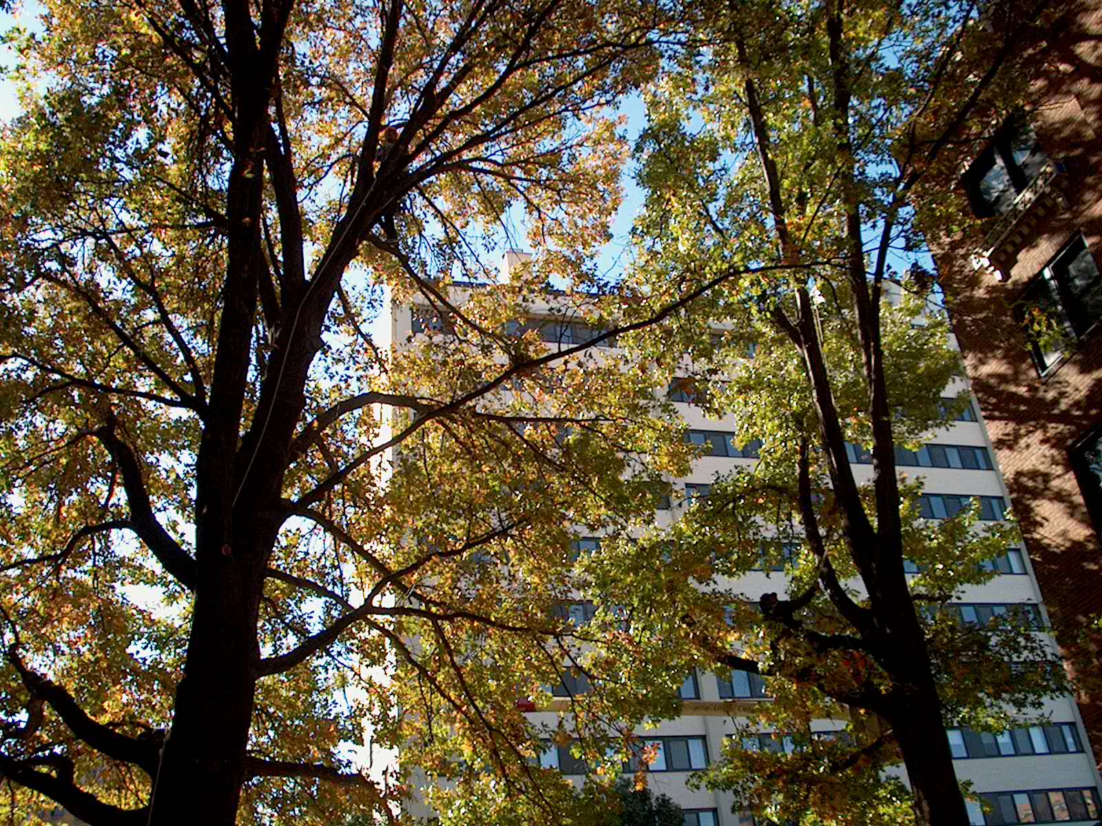 Arbor Veritas (Tree Truth) Cool Tree PhotosTrees of Kansas City