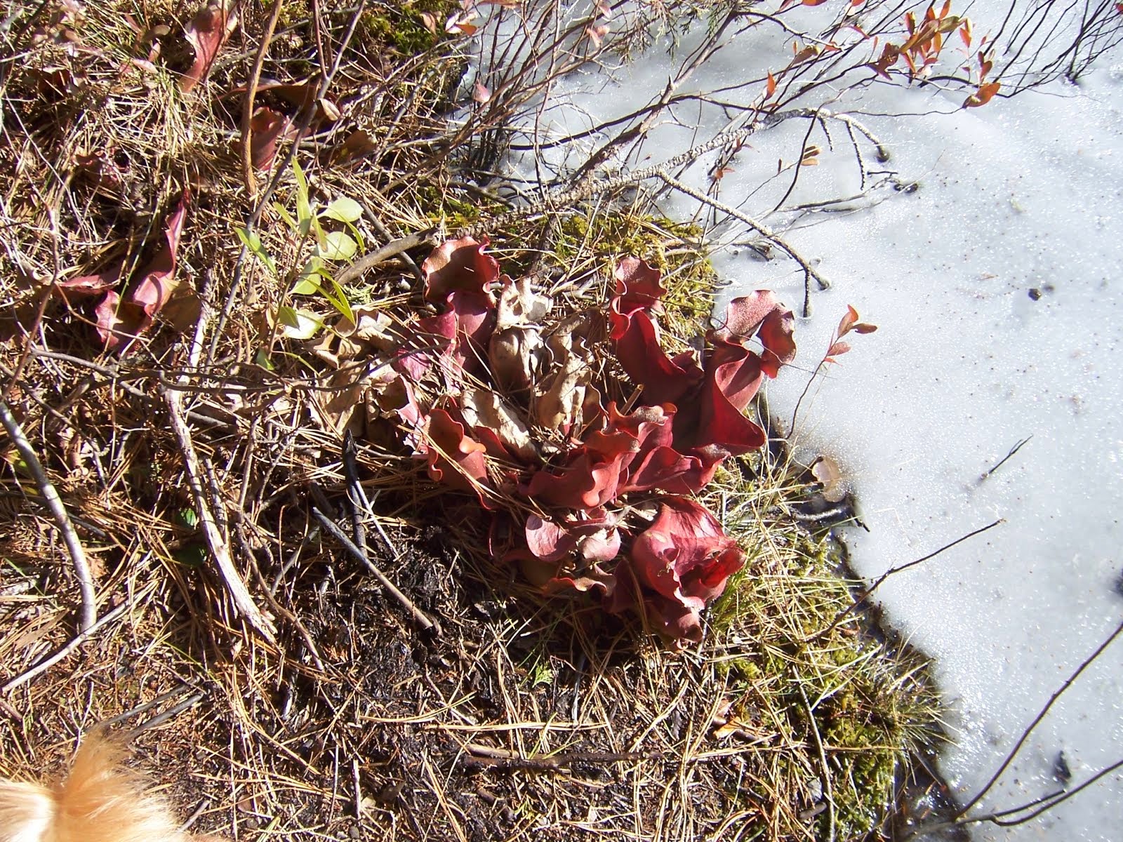 Pitcher Plants at Pakim Pond