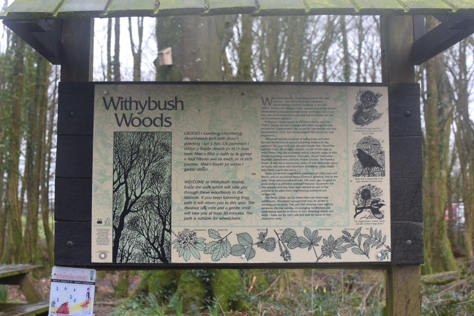 , Signs of Spring at Withybush Woods