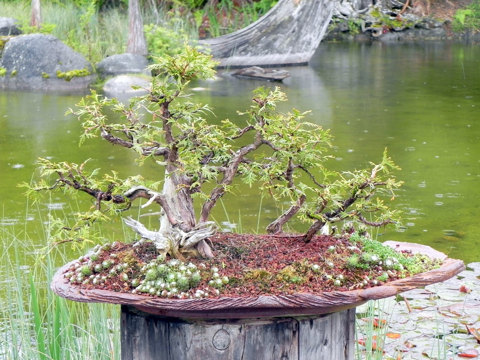 Gone Walkabout 2 Bonsai In The Pacific Northwest