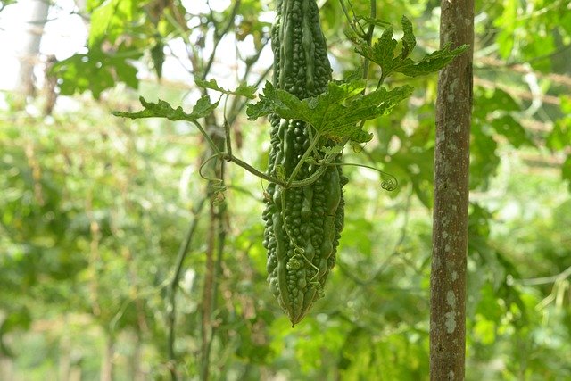 how to grow bitter gourd from seeds