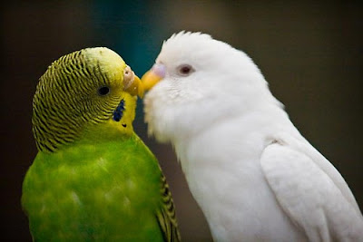 صور طيور الحب 2023 طيور جميلة جدا