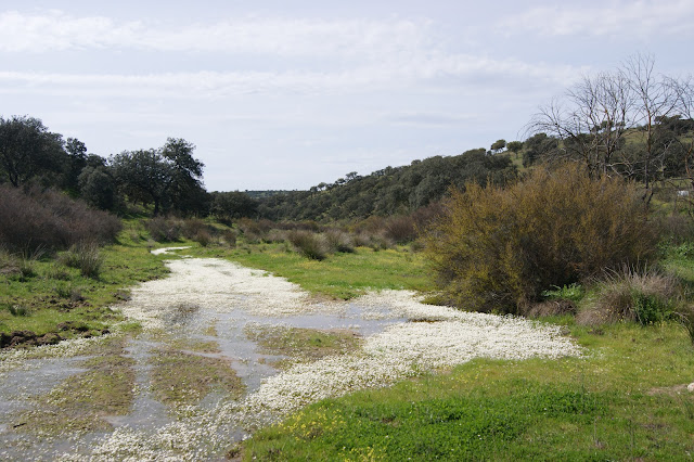 Cauce del Arroyo Santa María a primeros de Marzo .