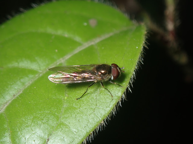 Platycheirus sp Platycheirus sp