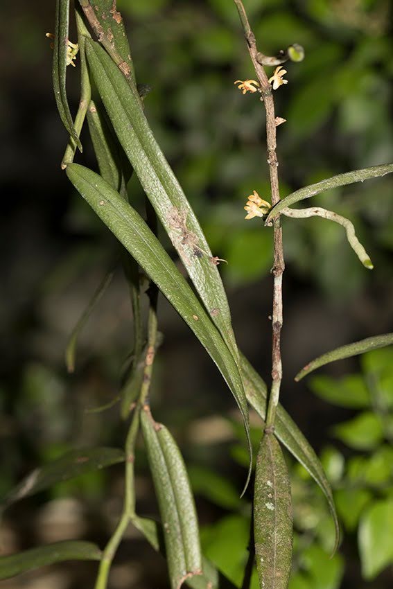 Trichoglottis maculata