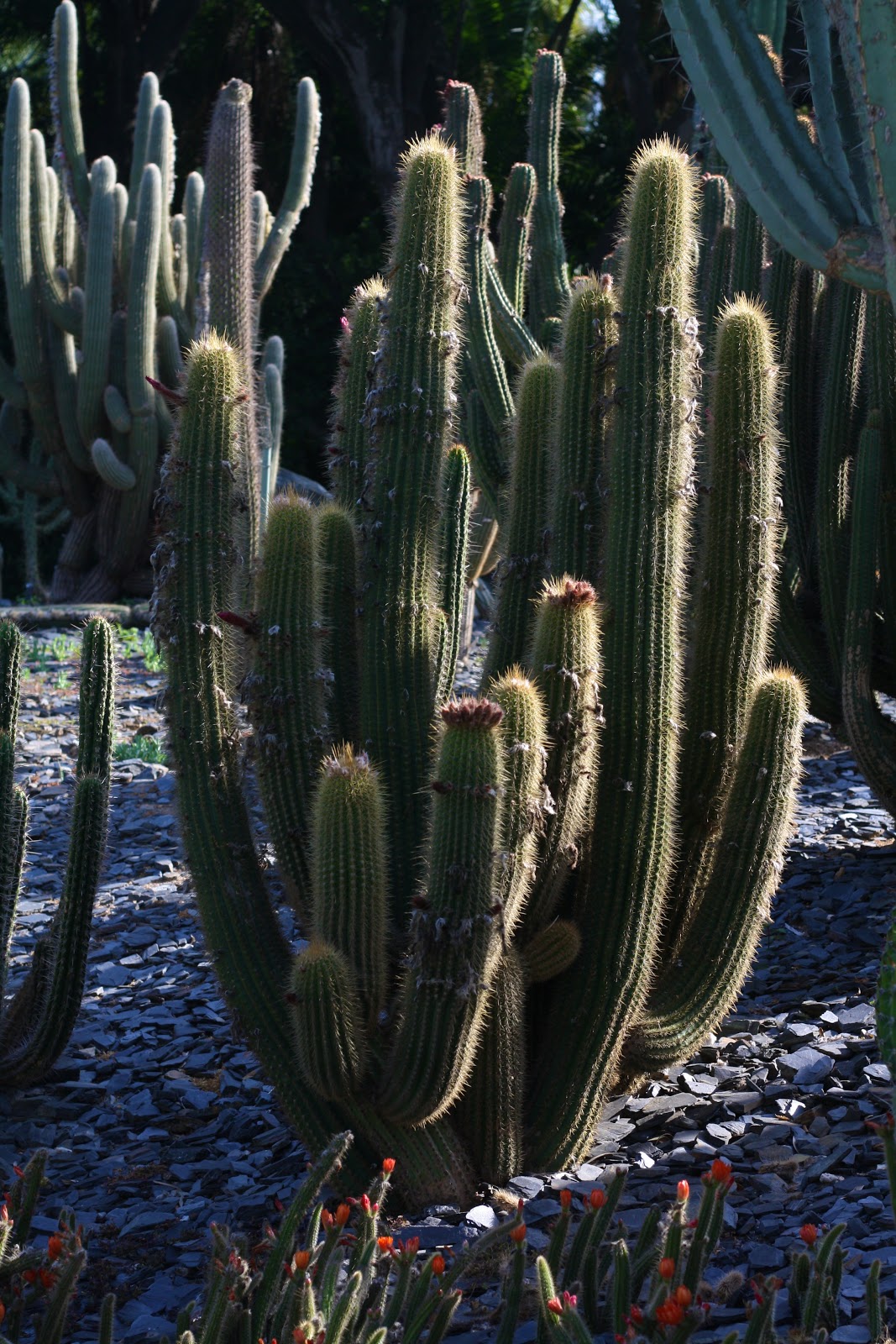 Mikaela Holman: Columnar Cacti
