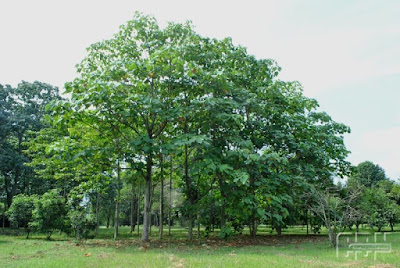 Ilustrasi Pohon Balsa