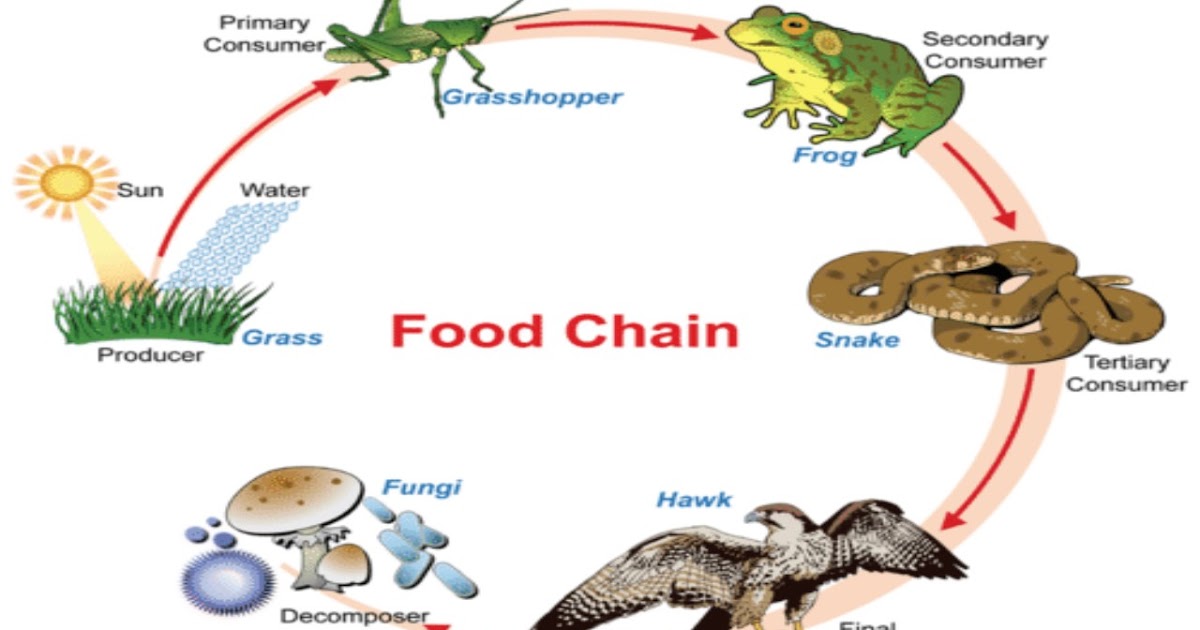 Пищевые цепи в аквариуме примеры. Пищевая цепь динозавров. Морская пищевая цепь. Пищевая цепь щуки. Пищевая цепь аквариума схема.